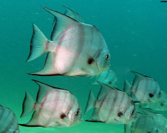 Atlantic Spadefish