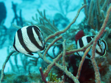 Banded Butterflyfish