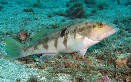 Barred Sand Bass