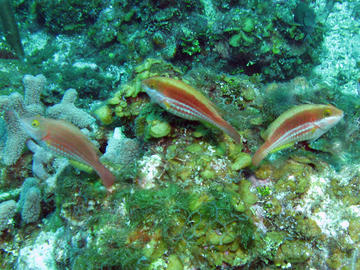 Greenblotch Parrotfish