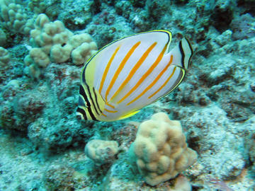 Ornate Butterflyfish