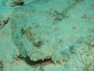 Peacock Flounder