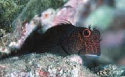 Scarface Blenny