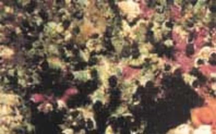 Fringed Tube Worm