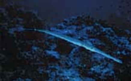 Reef Cornetfish