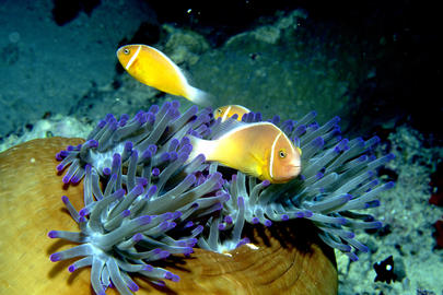 Pink Anemonefish 