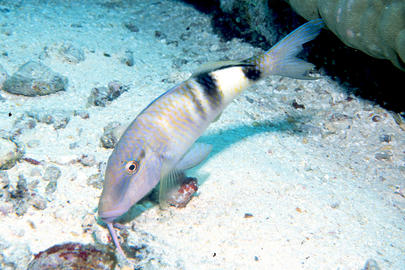 Manybar Goatfish