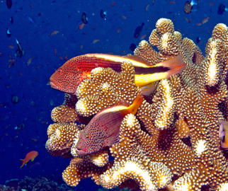 Freckled Hawkfish