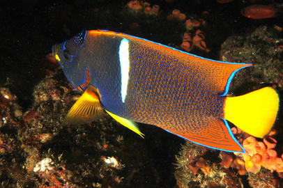 King Angelfish