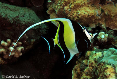 Moorish Idol