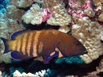 Peacock Grouper