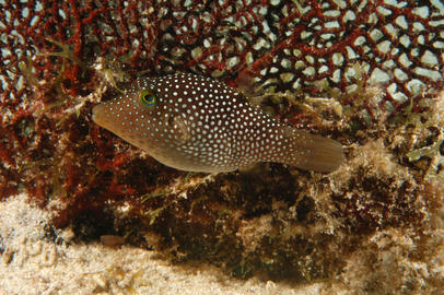 Spotted Sharpnose Puffer