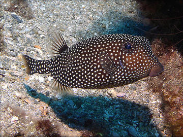 Spotted Boxfish (Female)