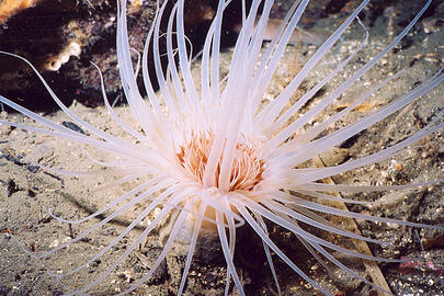Tube-dwelling Anemone Tube-dwelling Anemone