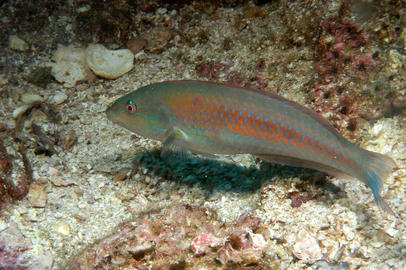 Chameleon Wrasse