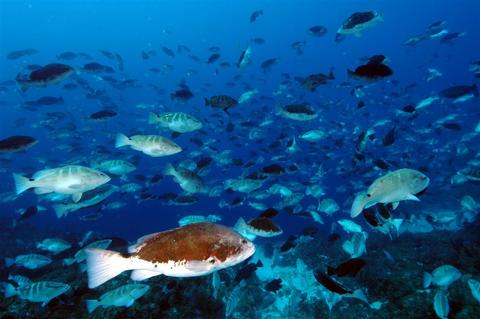 The Grouper Moon Project aims to better understand the sphere of influence that Nassau grouper spawning aggregations have on the conservation of this important Caribbean species. Photo by Phil Bush