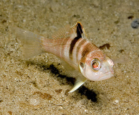 Blackear Bass