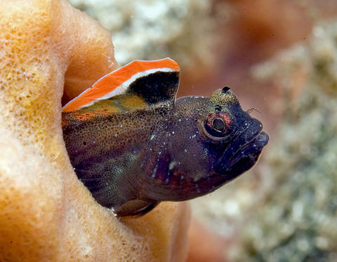 Red Banner Blenny