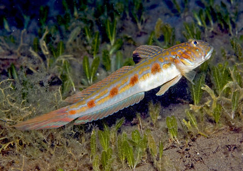 Spotfin Goby