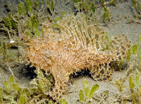 Striated Frogfish by Ned DeLoach