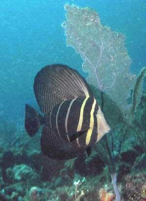 Sailfin tang, native to the Indo-Pacific, have been sighted at several locations along southeast Florida, a result most likely of releases from home aquarists. Photo by Ed Tichner.