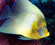 The semicircle angelfish (Pomacanthus semicirculatus), also known as the Koran angelfish in the aquarium industry, was photographed by Linda Ianniello in Boca Raton, FL.
