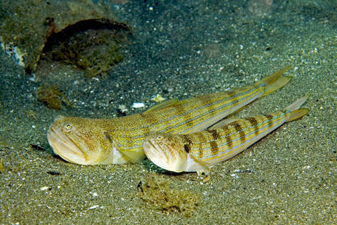 Snakefish