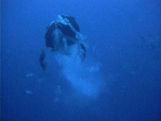 A large group of males and one female in a spawning release 7 days after the full moon.