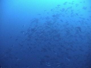 Nassau grouper aggregating to spawn on the West End of Little Cayman.