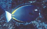 Goldrim Surgeonfish