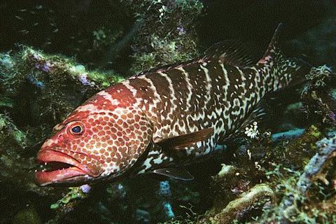 Tiger Grouper