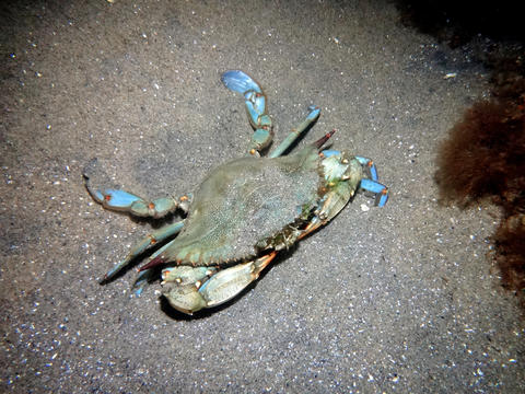 blue crab
