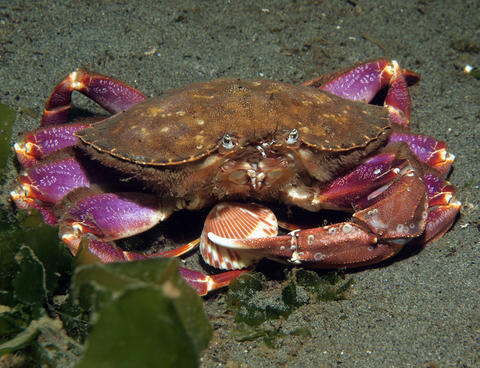 Graceful Crab