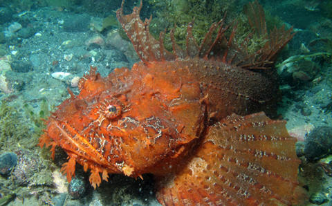 Sea Raven