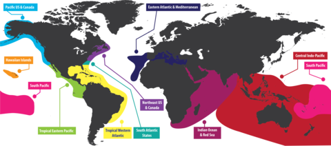 REEF Survey Regions