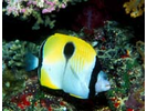 Teardrop Butterflyfish - Butterflyfish<br>(<i>Chaetodon unimaculatus</i>)