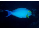 Yellowfin Surgeonfish - Surgeonfish<br>(<i>Acanthurus xanthopterus</i>)