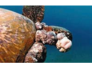 Green Sea Turtle w/ FP - Sea Turtles<br>(<i>Chelonia mydas</i>)