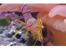 Candy Stripe Shrimp - Arthropods<br>(<i>Lebbeus grandimanus</i>)