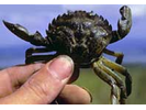 Green Crab (Invasive) - Invasive Crabs<br>(<i>Carcinus maenas</i>)
