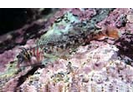 Longfin Sanddab - Lefteye Flounder<br>(<i>Citharichthys xanthostigma</i>)