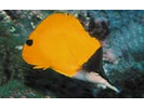 Forcepsfish - Butterflyfish - Pez Mariposa<br>(<i>Forcipiger flavissimus</i>)