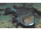 Porcupinefish - Porcupinefish<br>(<i>Diodon hystrix</i>)