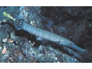 Chinese Trumpetfish - Trumpetfish<br>(<i>Aulostomus chinensis</i>)