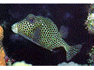 Spotted Trunkfish - Boxfish<br>(<i>Lactophrys bicaudalis</i>)