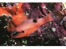 Flamefish - Cardinalfish<br>(<i>Apogon maculatus</i>)