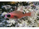 Whitestar Cardinalfish - Cardinalfish<br>(<i>Apogon lachneri</i>)