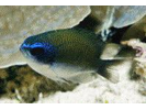 Sunshinefish - Damselfish<br>(<i>Chromis insolata</i>)