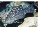 Western Comb Grouper - Seabass<br>(<i>Mycteroperca acutirostris</i>)