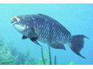 Midnight Parrotfish - Parrotfish<br>(<i>Scarus coelestinus</i>)